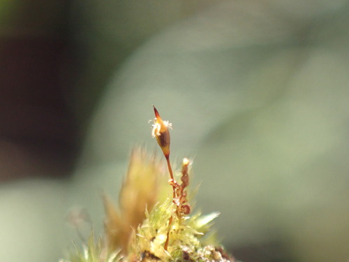 Daltonia ovalis observed 2024-12-14