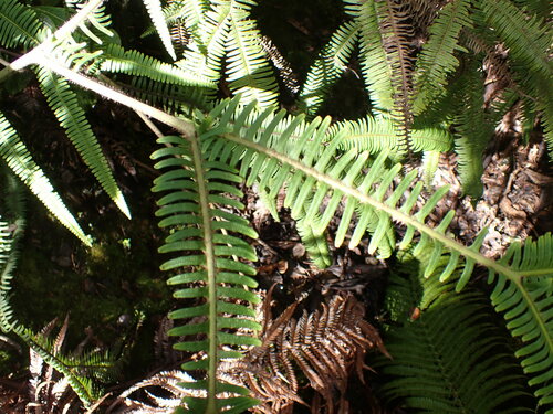 Image of Sticherus owhyhensis by no rights reserved