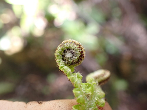 Image of Sticherus owhyhensis by no rights reserved