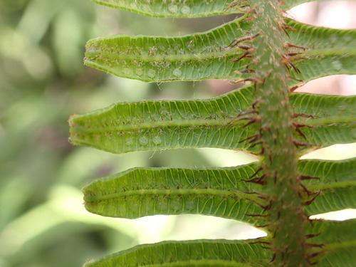 Image of Sticherus owhyhensis by no rights reserved