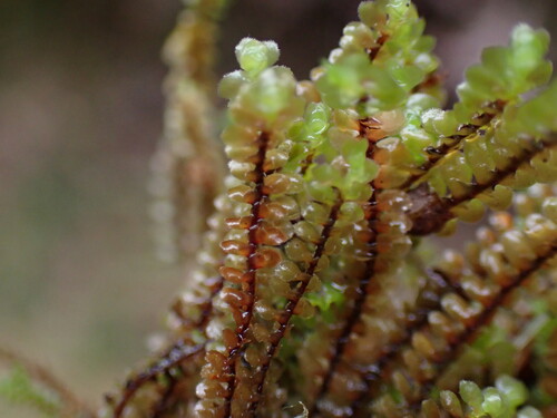 Scapania ciliata observed 2024-12-14