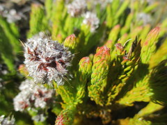 Sorocephalus lanatus