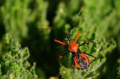 Poecilobdallus formosus