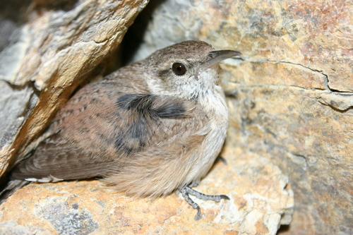 Rock Wren