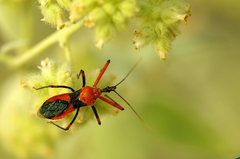 Poecilobdallus formosus