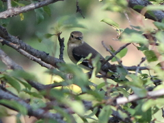 Ficedula semitorquata