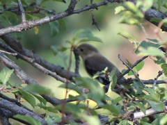 Ficedula semitorquata