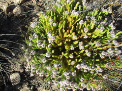 Sorocephalus lanatus