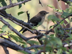 Ficedula semitorquata