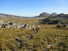 Sorocephalus lanatus