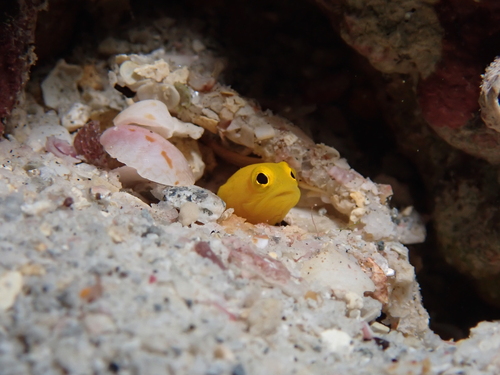 Panama jawfish (Opistognathus panamaensis) — Opistognathidae — 4