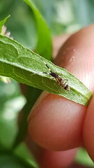 Orchesella flavescens