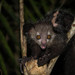 Aye-Aye - Photo (c) nomis-simon, some rights reserved (CC BY)