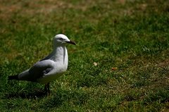 Chroicocephalus novaehollandiae