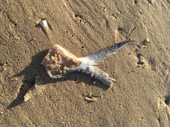 Trachinotus