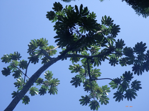 Image of Cecropia hololeuca by (c) Pablo Cauã da Silva Toledo, some rights reserved (CC BY)