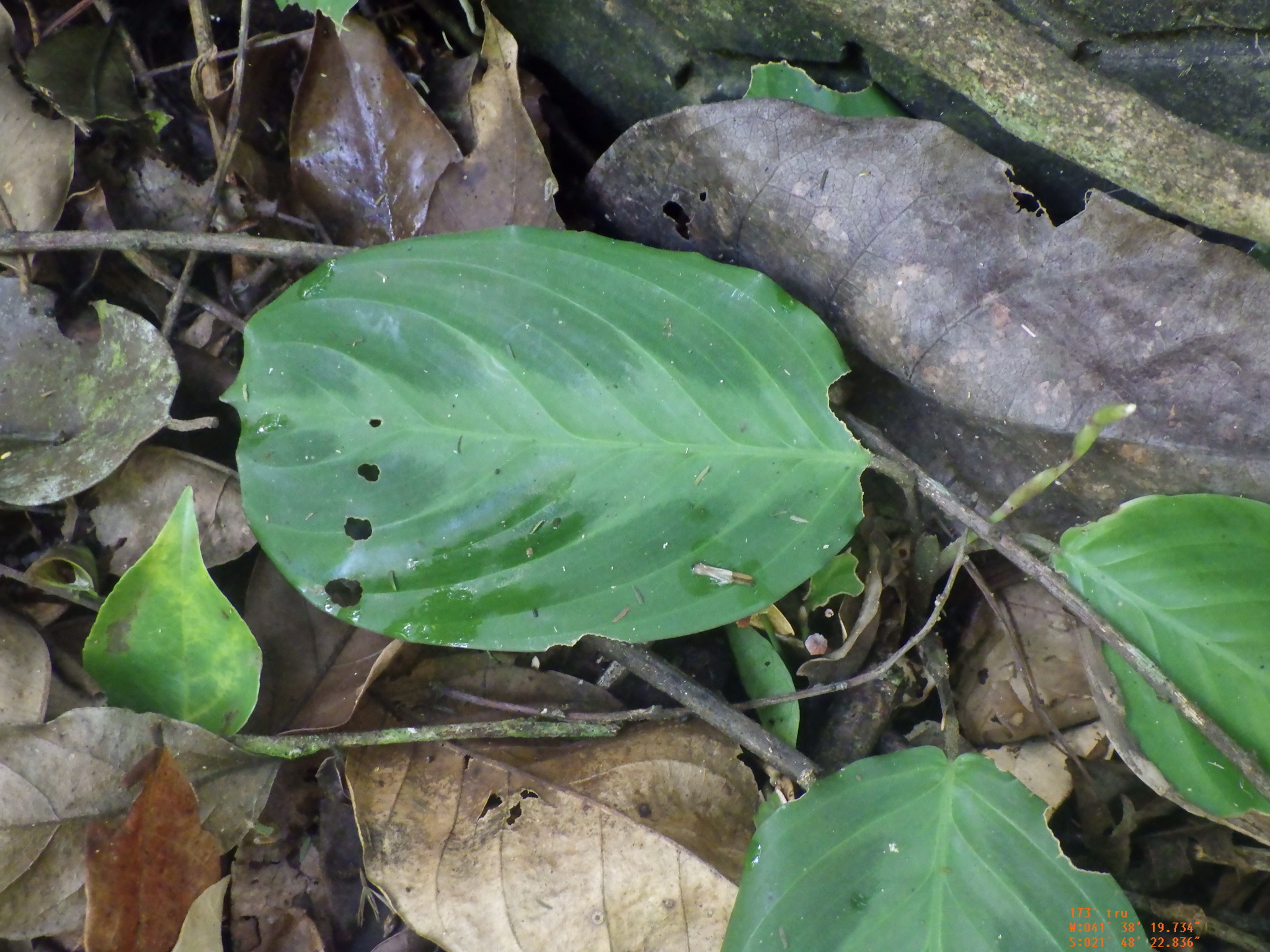 Imagem de Maranta-cinza