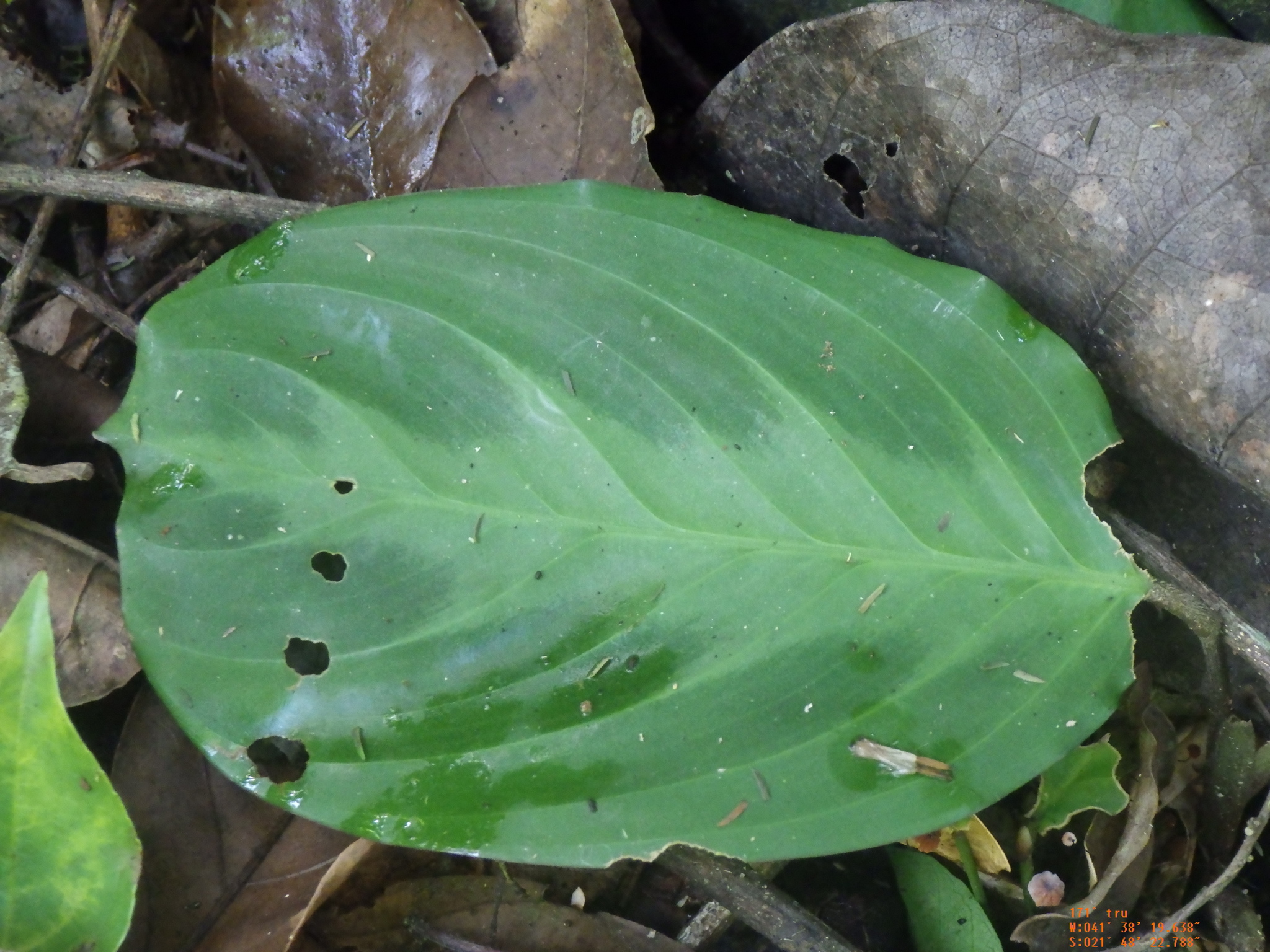 Imagem de Maranta-cinza