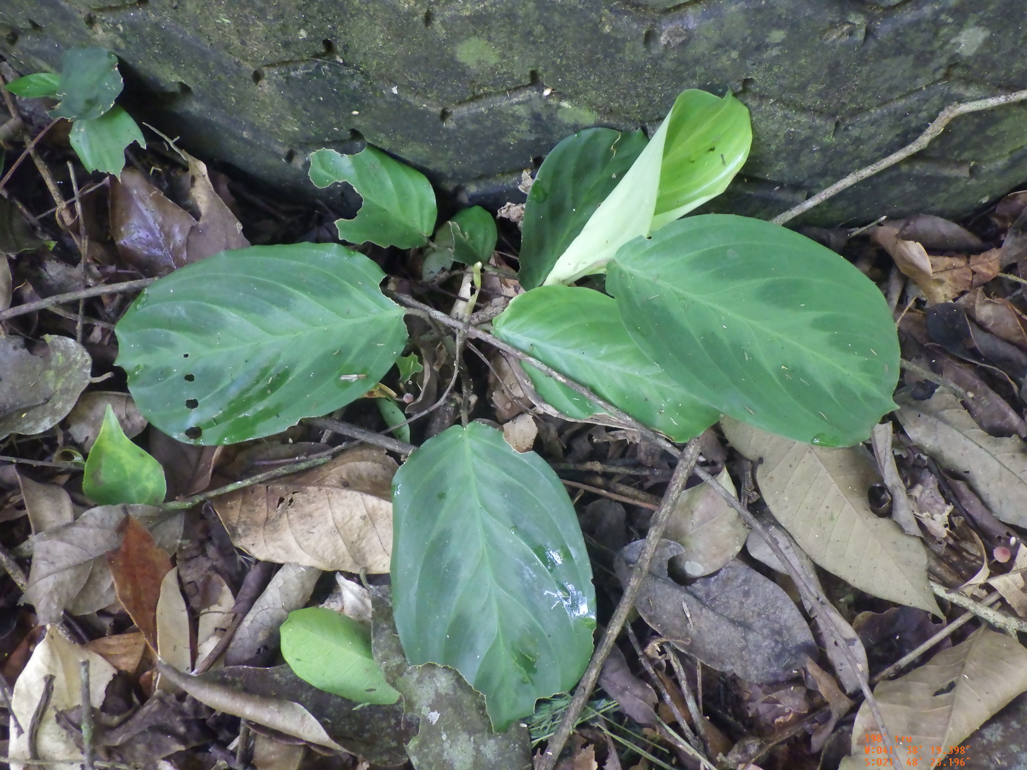 Imagem de Maranta-cinza
