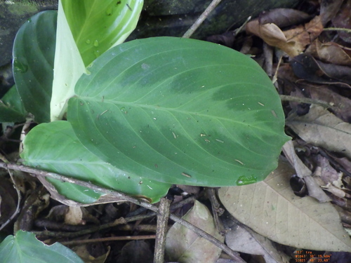 Image of Maranta cristata by (c) Pablo Cauã da Silva Toledo, some rights reserved (CC BY)