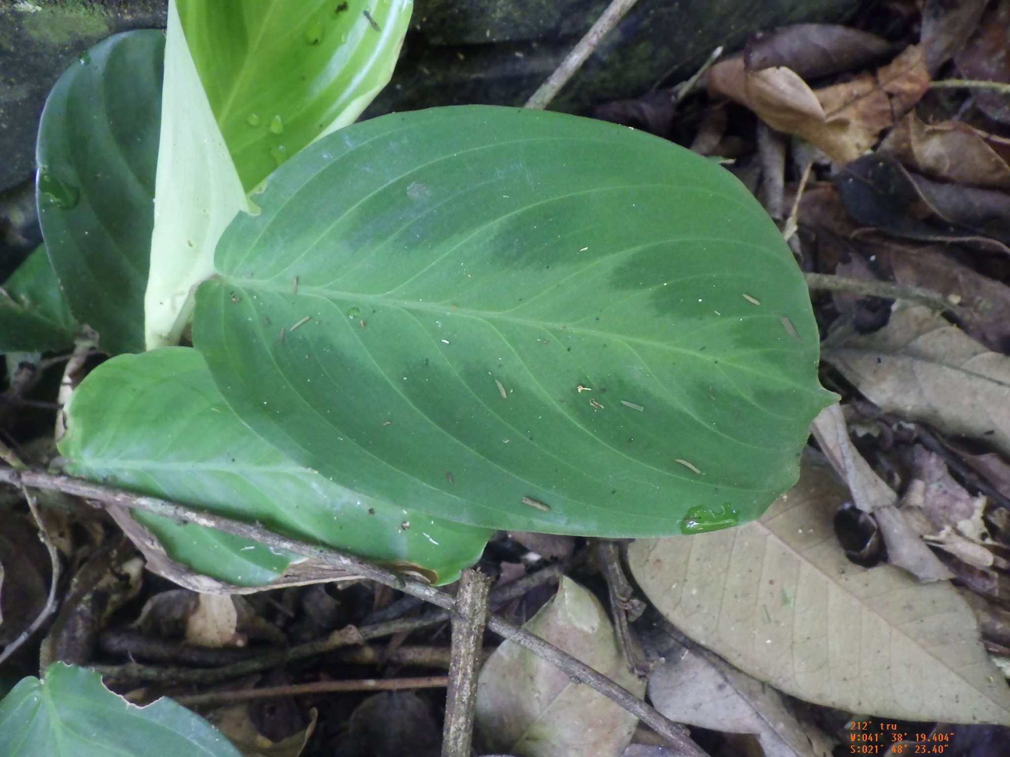 Imagem de Maranta-cinza