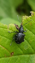 Otiorhynchus gemmatus