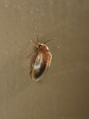 Prionocyphon limbatus