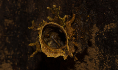 Tetragonula melanocephala