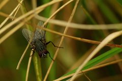 Diptera