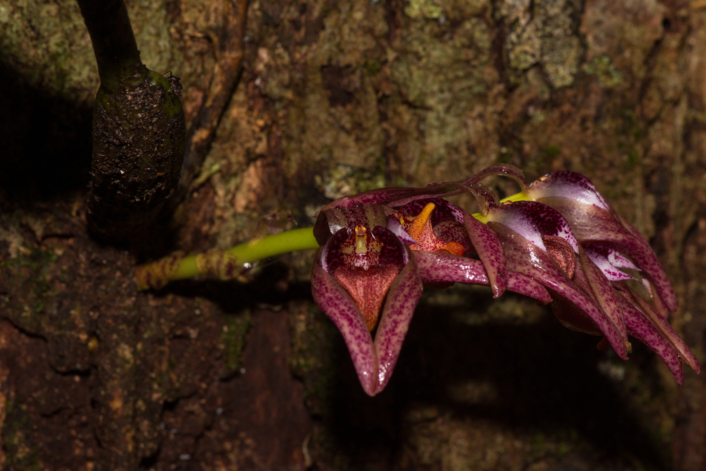 Bulbophyllum aeolium