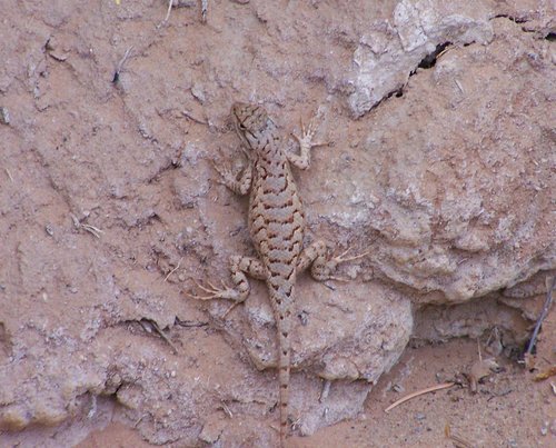 Plateau Fence Lizard