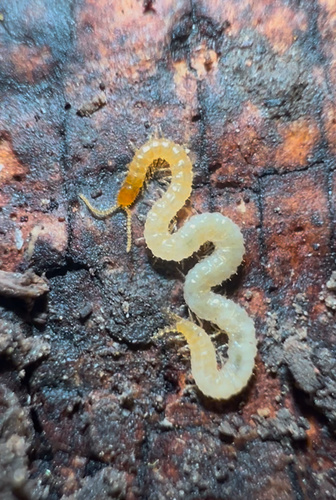 Common Schendyla photo 2