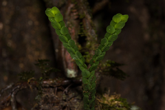 Phlegmariurus nummulariifolius