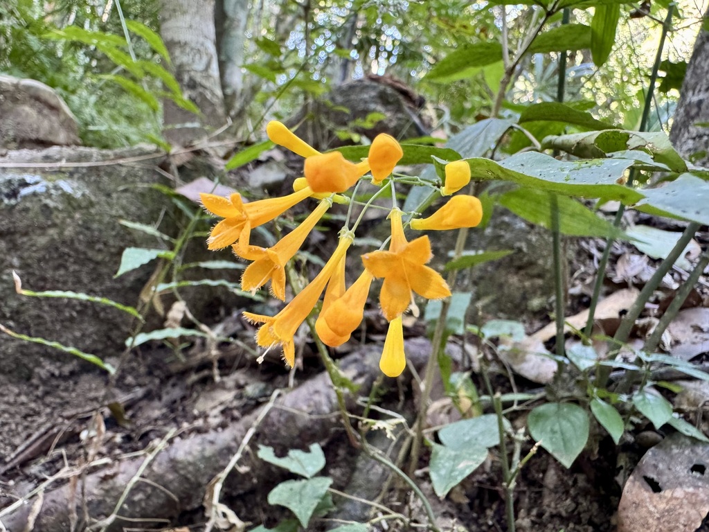 Bouvardia gracilipes