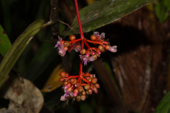 Medinilla