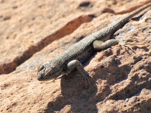 Plateau Fence Lizard
