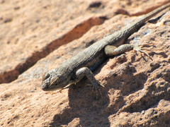Plateau Fence Lizard photo 4