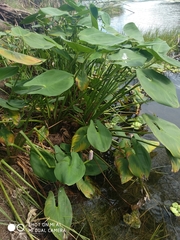 Pontederia sagittata