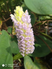 Pontederia sagittata