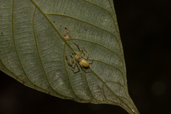 Epeus sumatranus