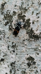 Callitettix versicolor