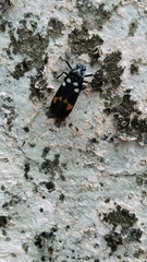 Callitettix versicolor
