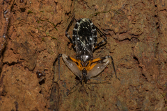 Amulius