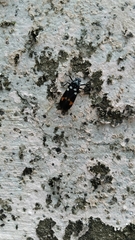 Callitettix versicolor