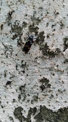 Callitettix versicolor