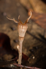 Thismia pallida