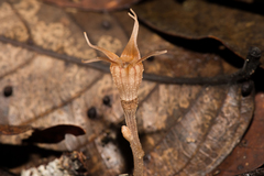 Thismia pallida