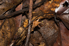 Thismia pallida