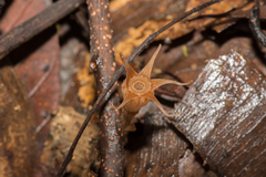 Thismia pallida