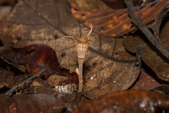 Thismia pallida